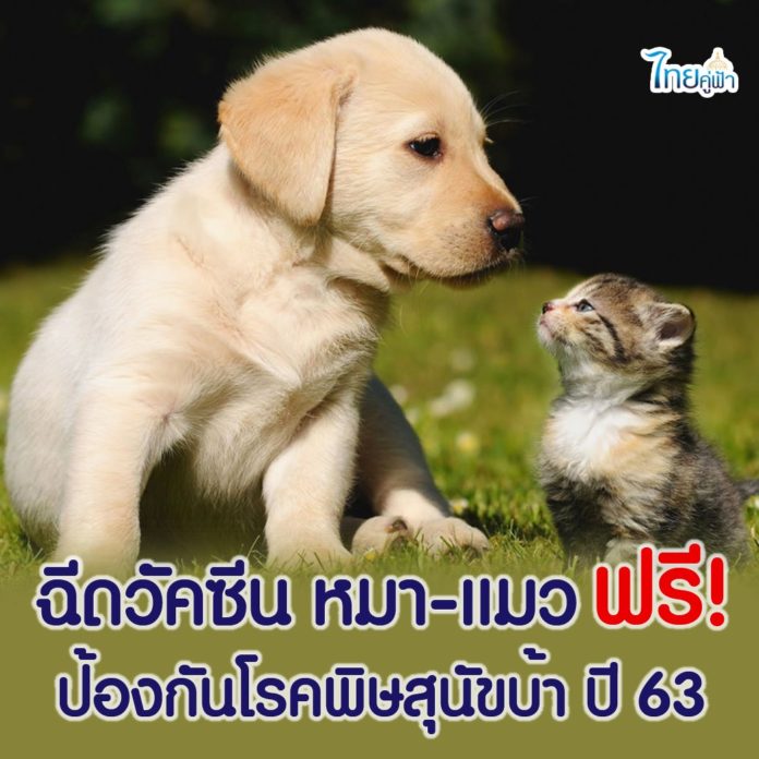 ฉีดวัคซีน หมา - แมว ฟรี